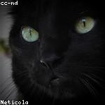 Vena Wisoky Profile Picture